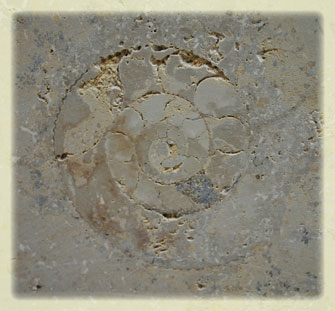 Muschel