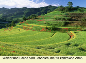 Wälder und Bäche sind Lebensräume für zahlreiche Arten.