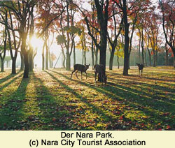 Nara Park