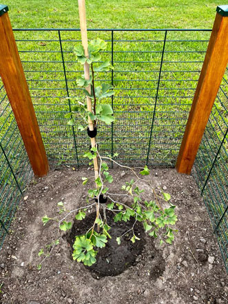 Gingkobaum in Magdeburg